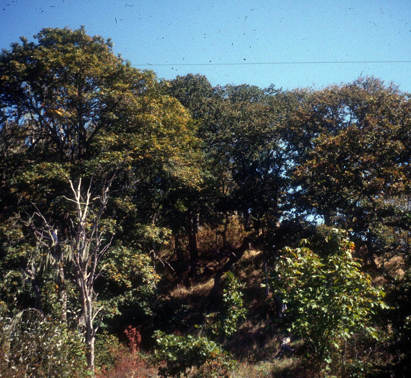 Pigeon Butte Grenne Fall 1997